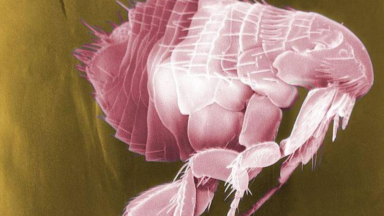 West Midlands Police said the flea bites happened in a work environment