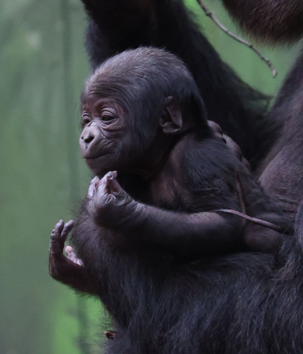 London Zoo ‘over the moon’ to welcome second critically endangered baby gorilla