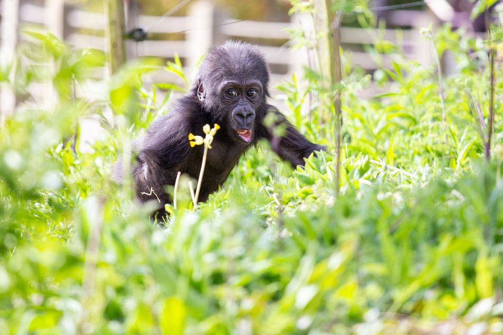 Western lowland gorilla Hasani is now being cared for by a surrogate at Bristol Zoo Gardens. (Jordan Jones/Bristol Zoo Gardens/PA)