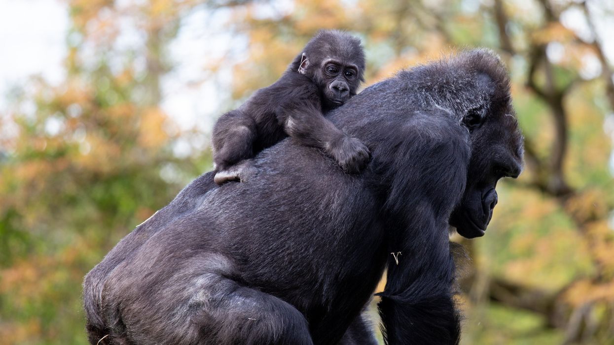 Western lowland gorilla Hasani with his surrogate mother Kera