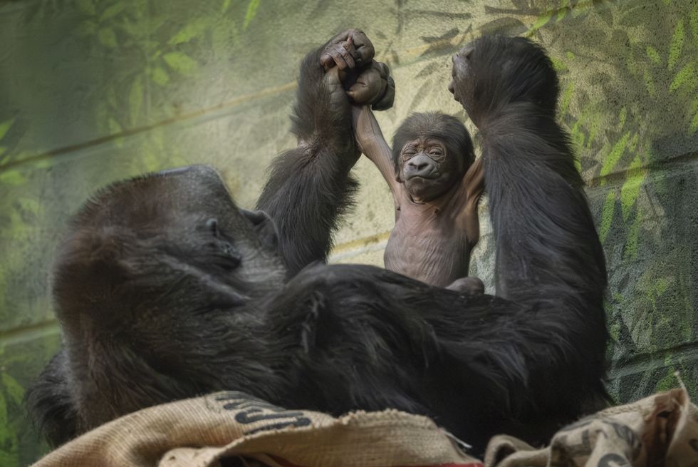 London Zoo celebrates birth of critically endangered baby gorilla