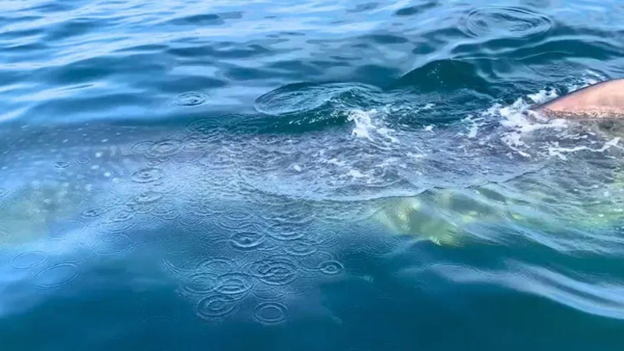 Whale shark casually swims up to boat in breathtaking encounter off Florida coast