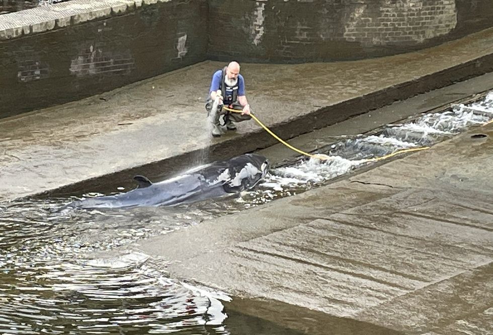 Whale stranded at Richmond Lock and Weir