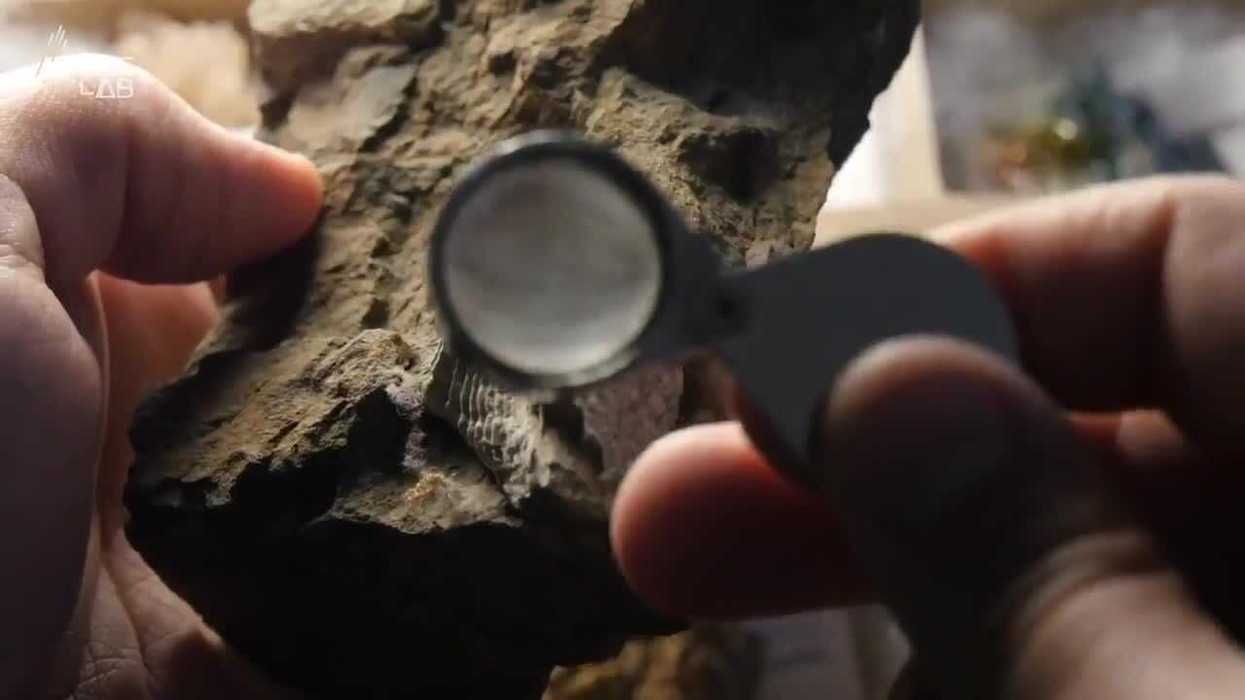 Huge 410-million-year-old fossil reveals unique life form no longer found on Earth