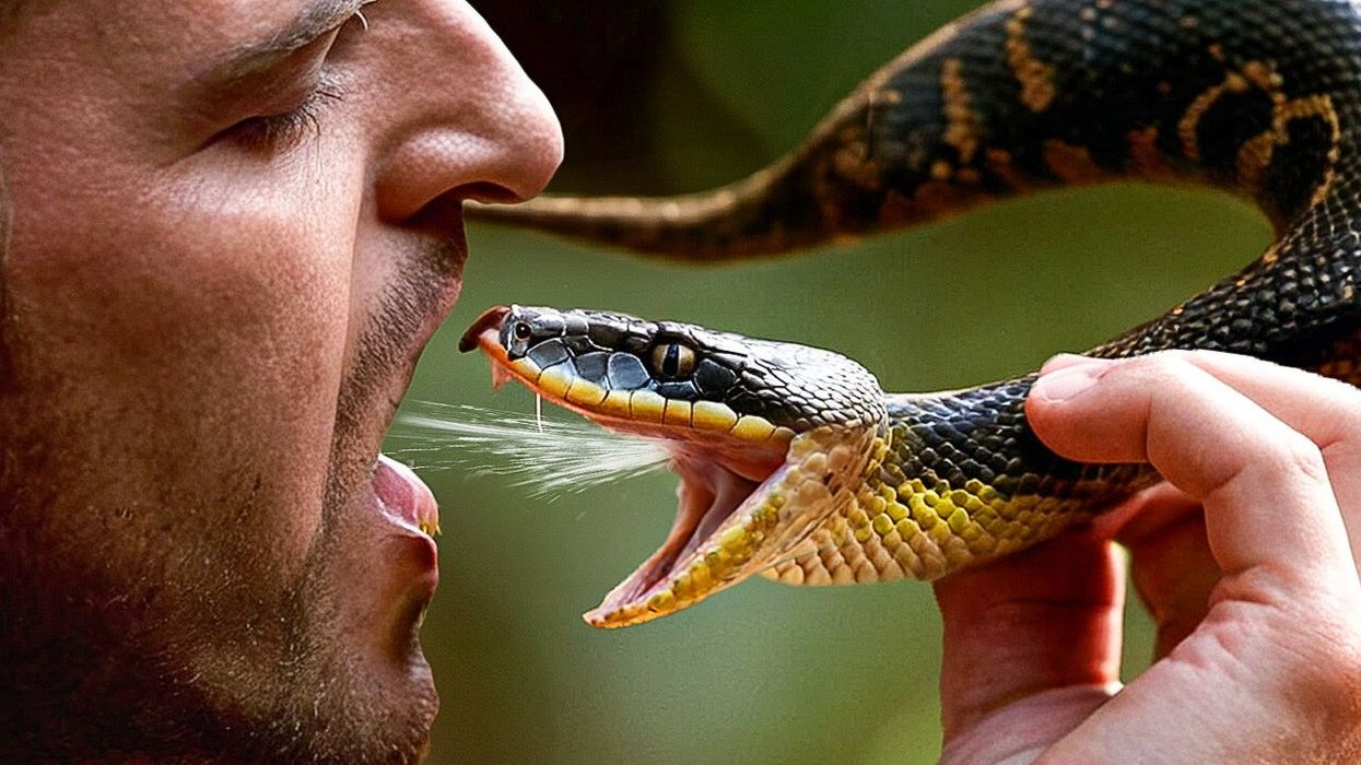 Horrifying three-fanged snake discovered in Australia might be most venomous yet