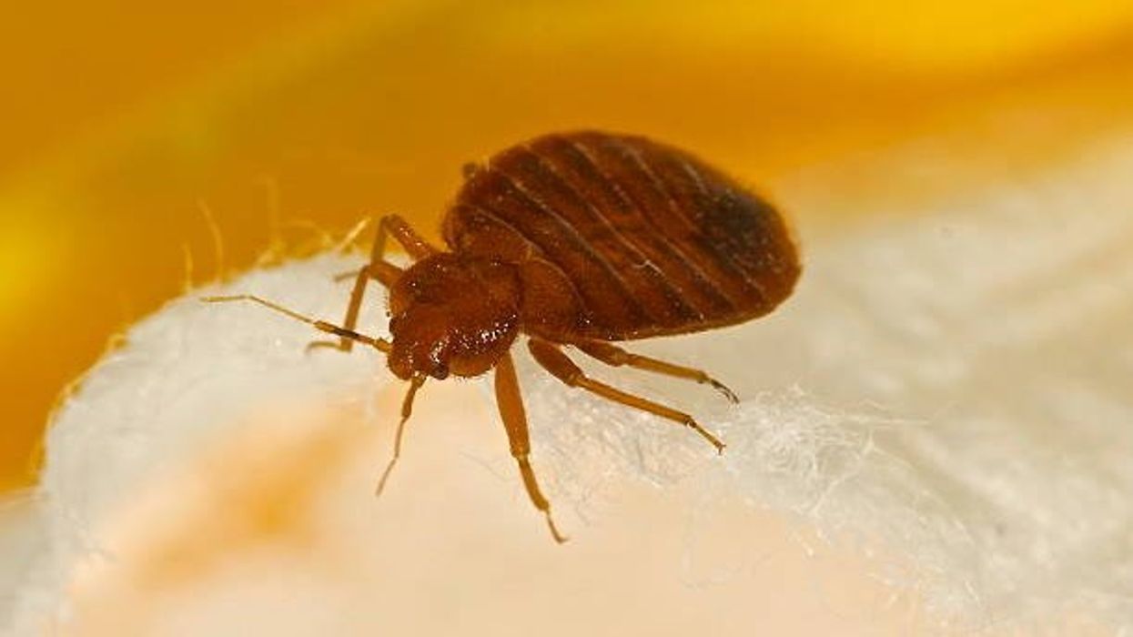 The common household item that can get rid of bed bugs