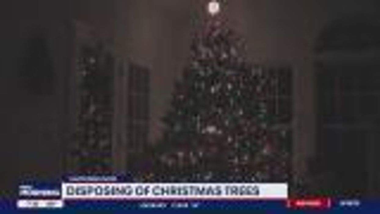 Here's why you should eat your Christmas tree instead of chucking it - yes really