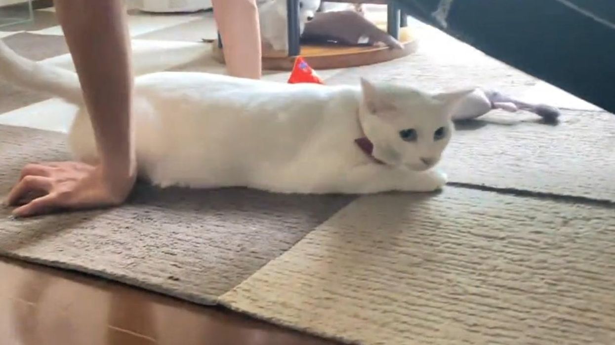 Impressive cat looks like he's helping his owner do push-ups