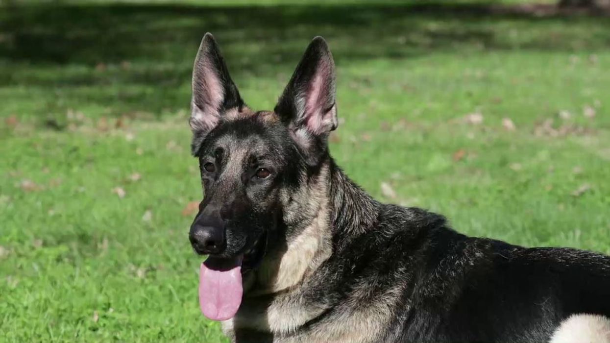 Dogs can detect mental health issues via your breath, new study finds