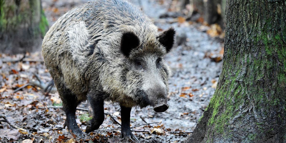 In Deutschland sind Wildschweine seltsam radioaktiv – Wissenschaftler wissen jetzt warum
