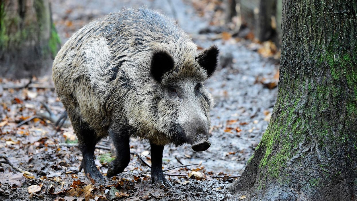 Wild boar in Germany are strangely radioactive – now scientists know why