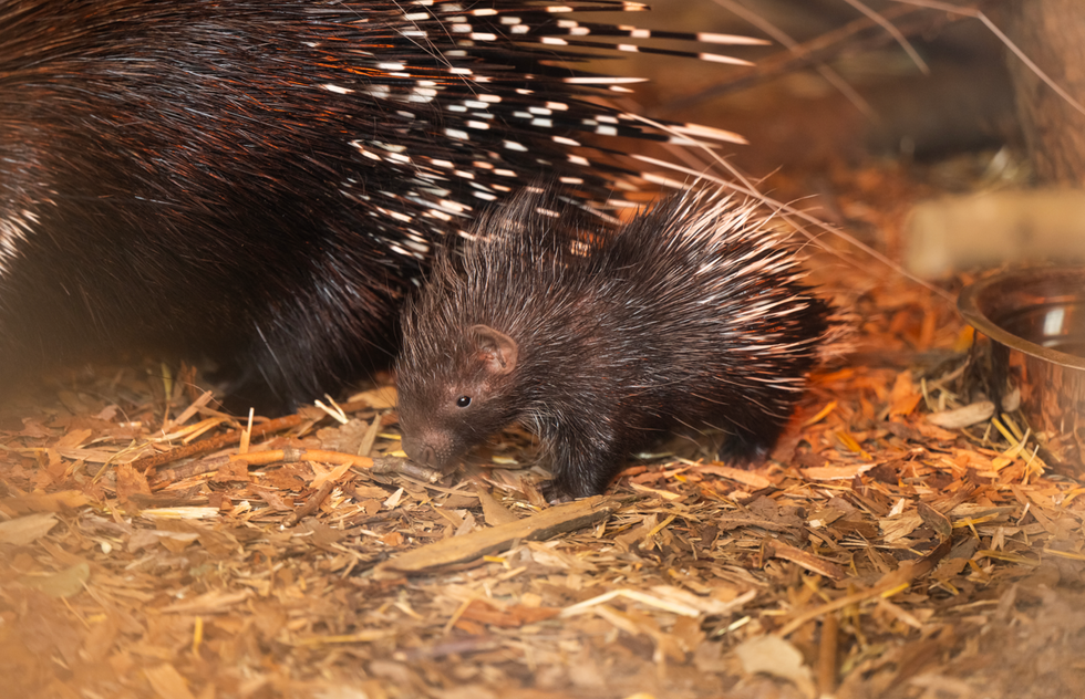 Whipsnade Zoo celebrates birth of baby porcupine in time for Mother’s Day
