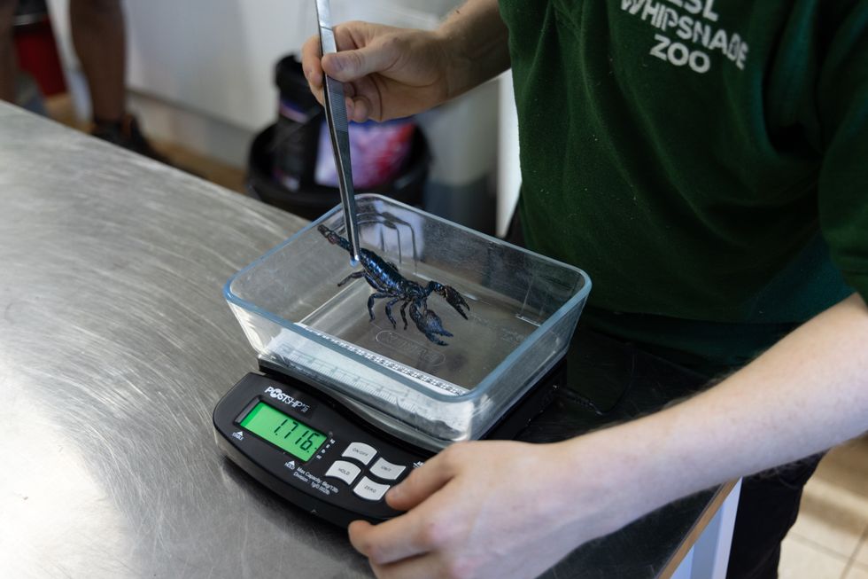 Whipsnade Zoo\u2019s smallest inhabitants, including its butterflies and critically endangered desertas wolf spiders, required some extra sensitive equipment to weigh them accurately.