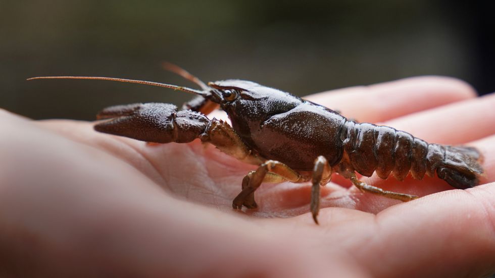 ‘Ark’ site created to protect endangered UK crayfish