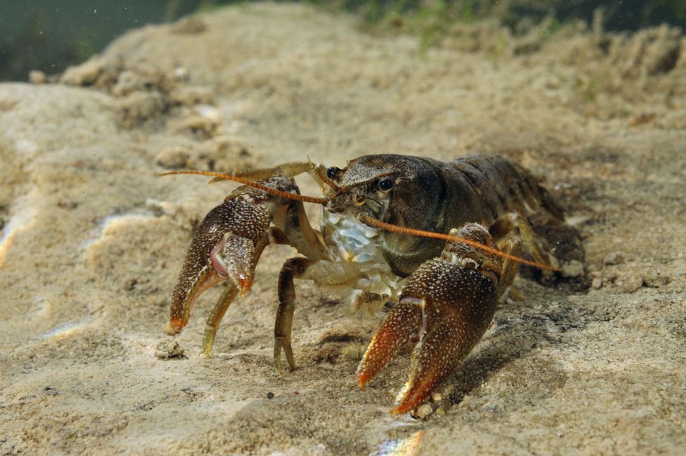 White-clawed crayfish have suffered major declines in numbers (Linda Pitkin/2020VISION/PA)