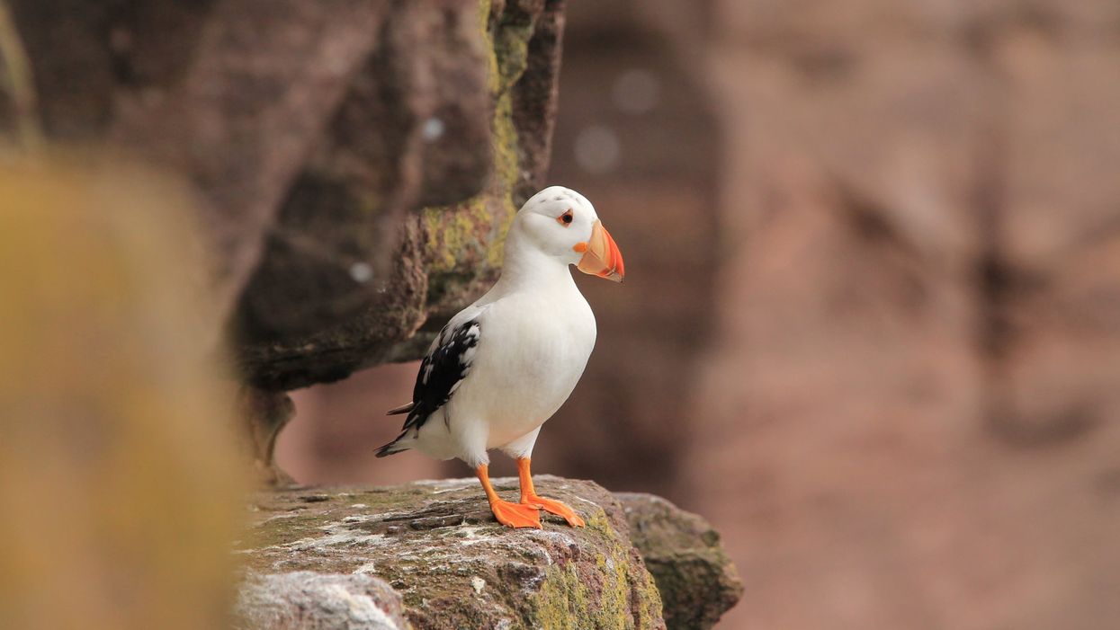White puffin