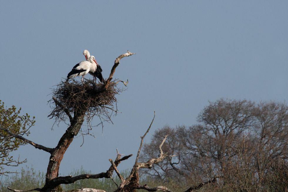 Return of white storks ’emblem’ for nature recovery, conservationists say
