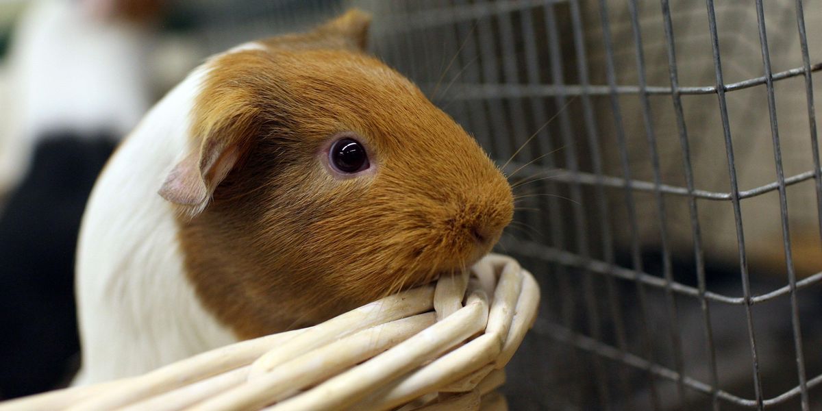 Guinea Pig Awareness week has been cancelled for the Queen's funeral