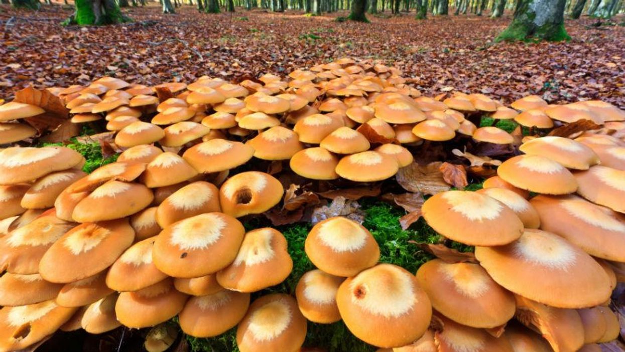 "Why did the Fungi leave the party?" "There wasn't mushroom..."