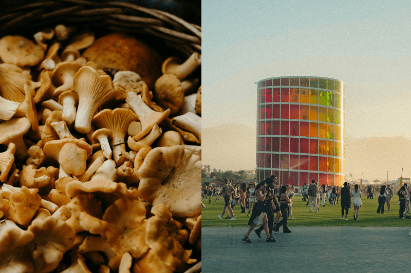 GEN Z DITCH BOOZE FOR MUSHROOMS AT FESTIVALS 🥳