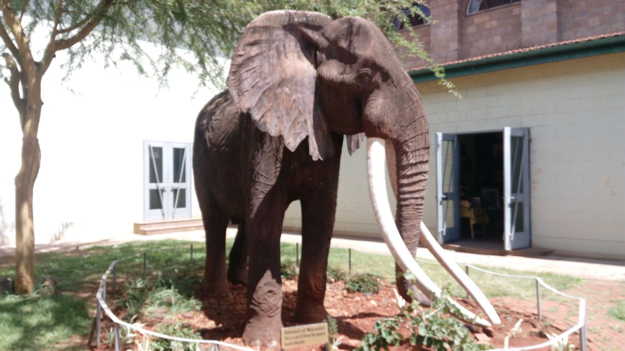 Why is today's Google Doodle about Ahmed the Elephant?