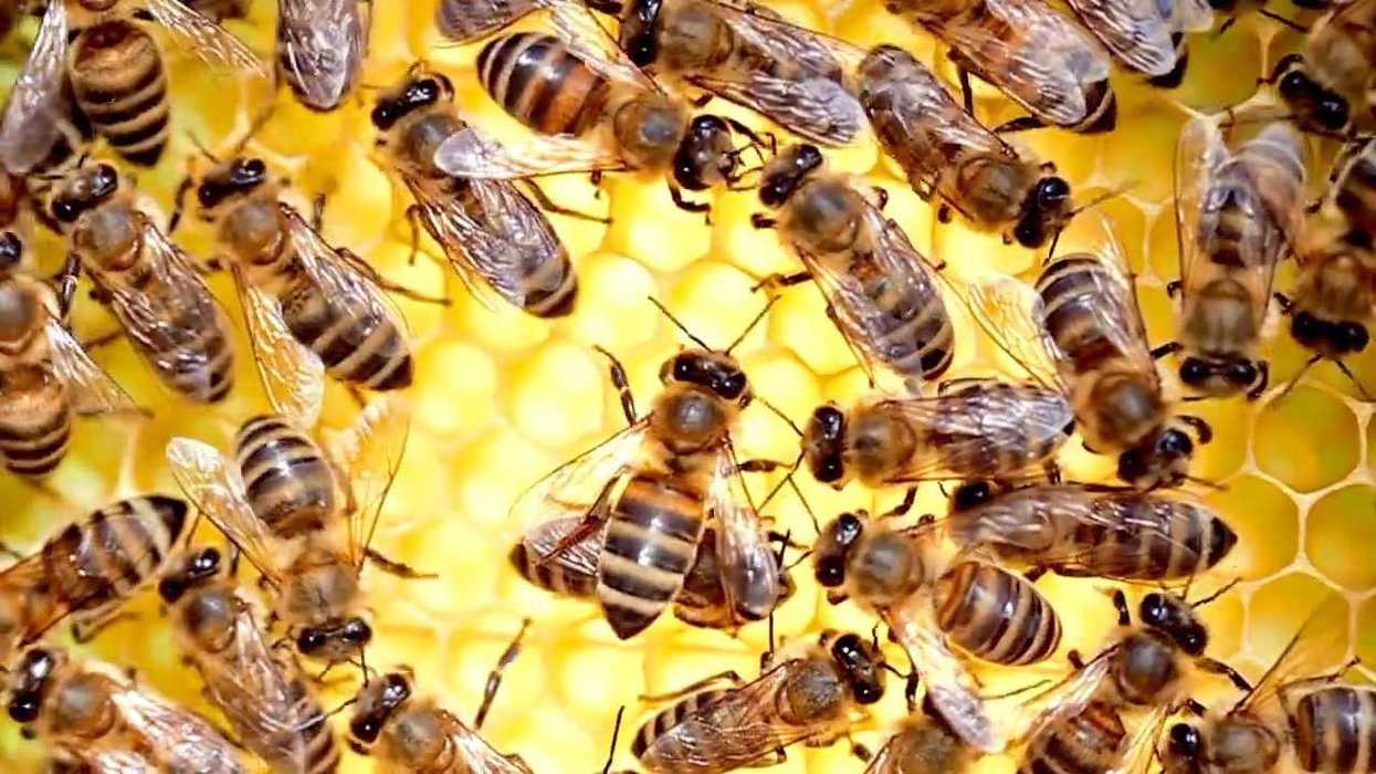 Honeybee queens need a royal palace not just a royal diet, scientists find