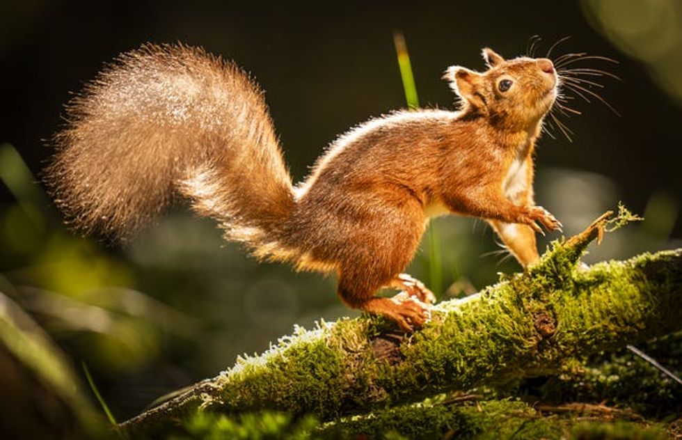 Widdale Red Squirrel Reserve