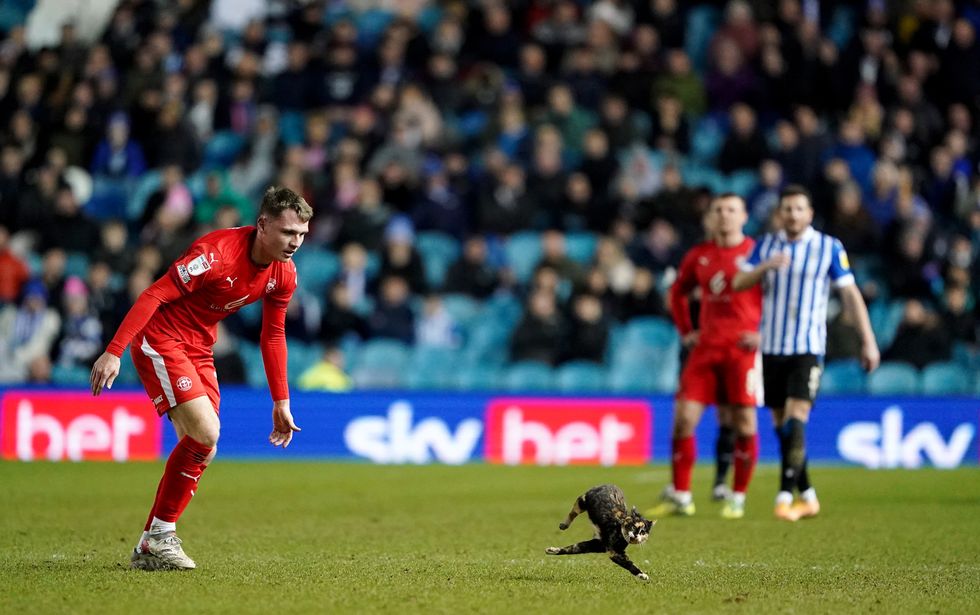 Cat ‘safe and sound’ after pitch invasion during League One football match