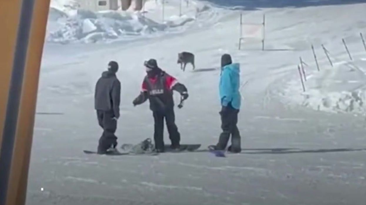 Nail-biting moment wild boar attacks snowboarders on slopes in Japan