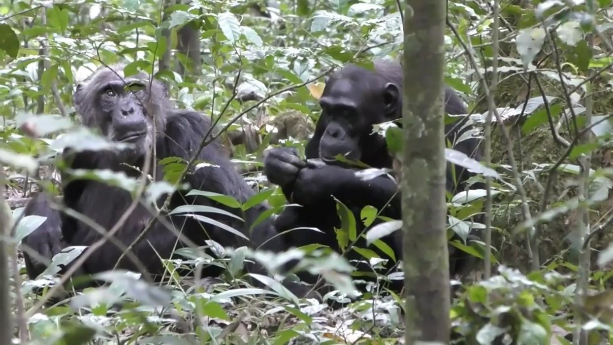 Primate expert reveals how Trump acts like an actual chimpanzee