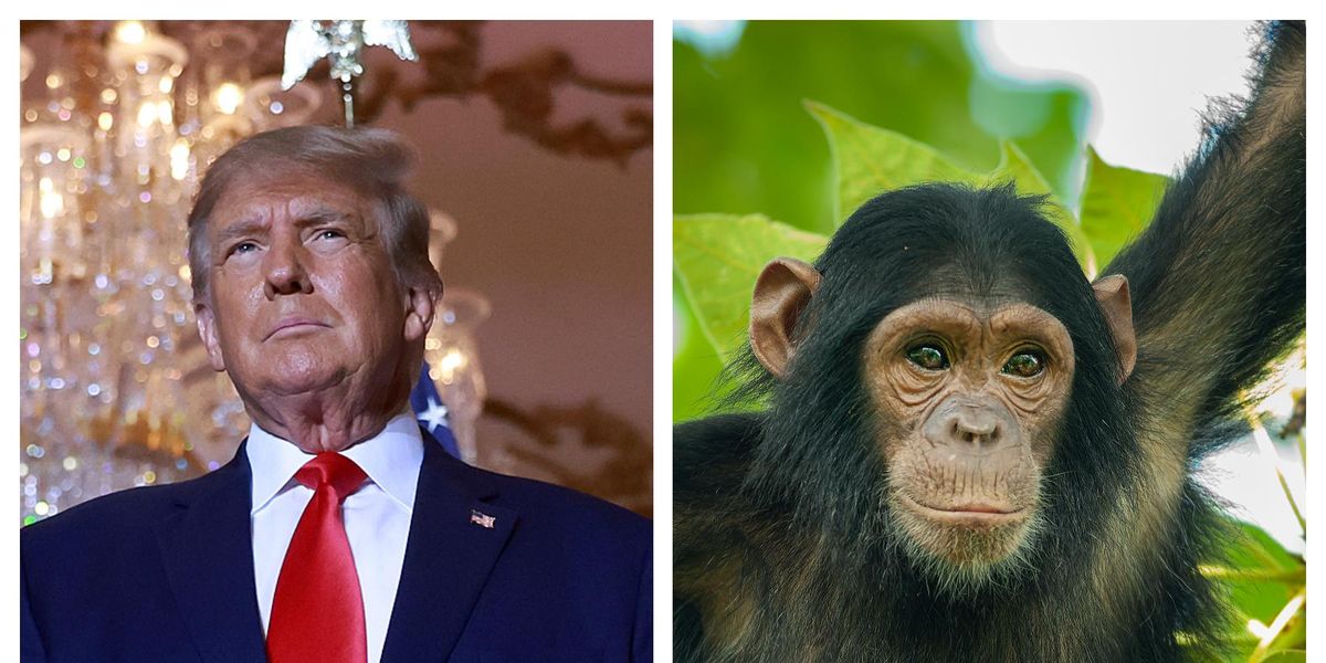 Primate expert reveals how Trump acts like an actual chimpanzee