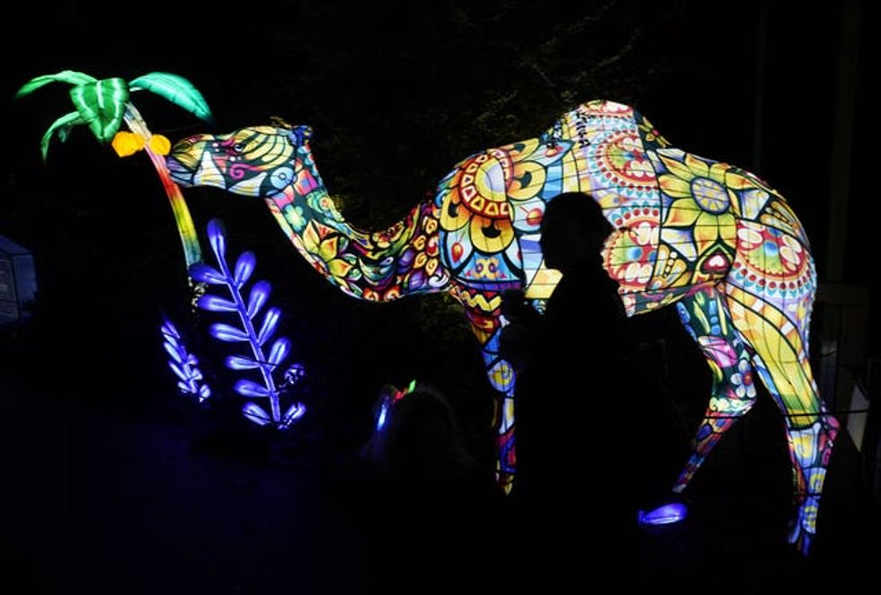 Enchanting display of colour at Dublin Zoo for Wild Lights spectacular