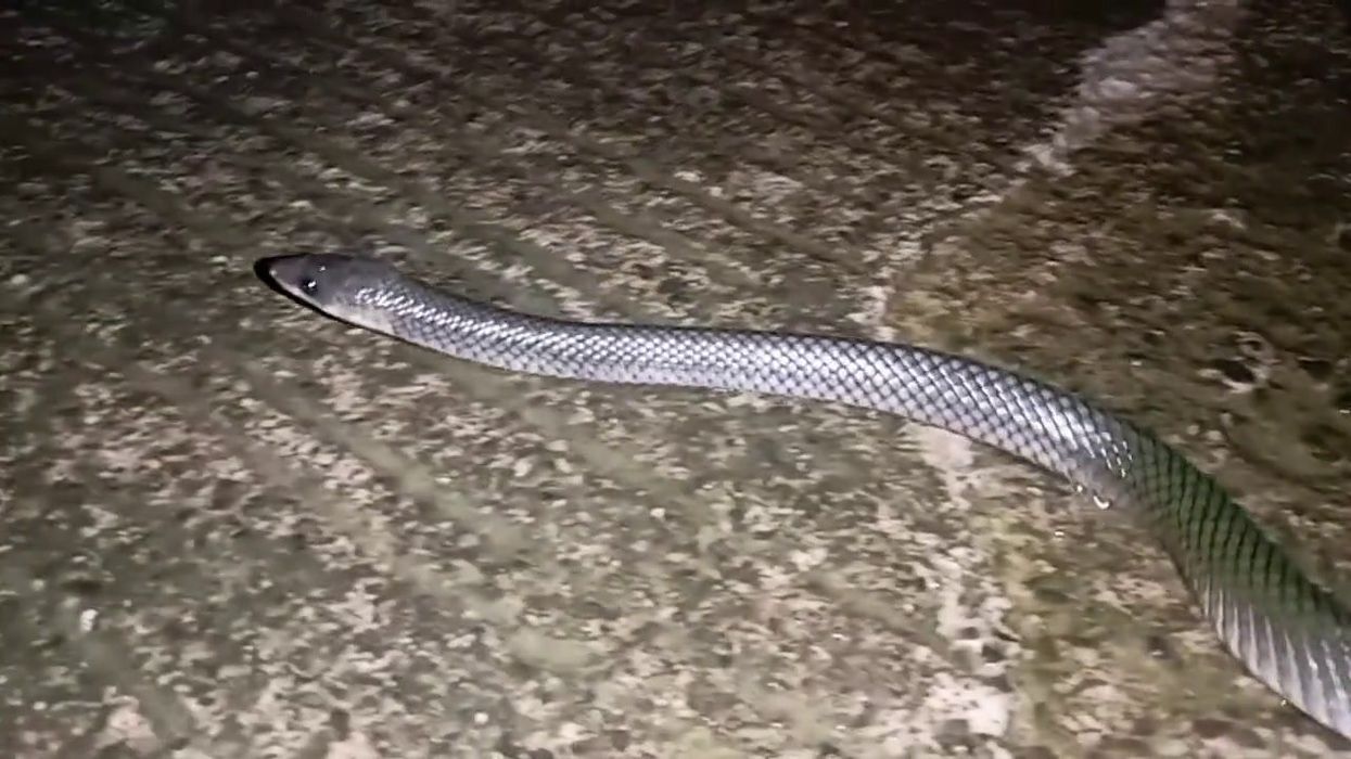 Man attacks opponent with pet snake in bizarre street fight