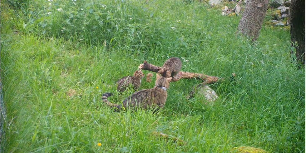 Critically endangered wildcat kittens born in wild in conservation boost