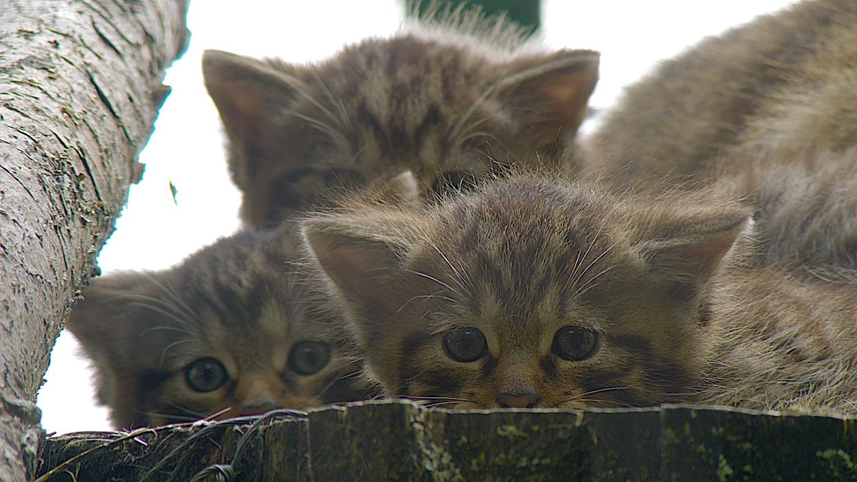 Wildcat kittens