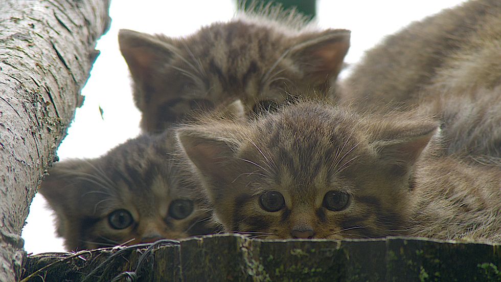 Wildcat kittens
