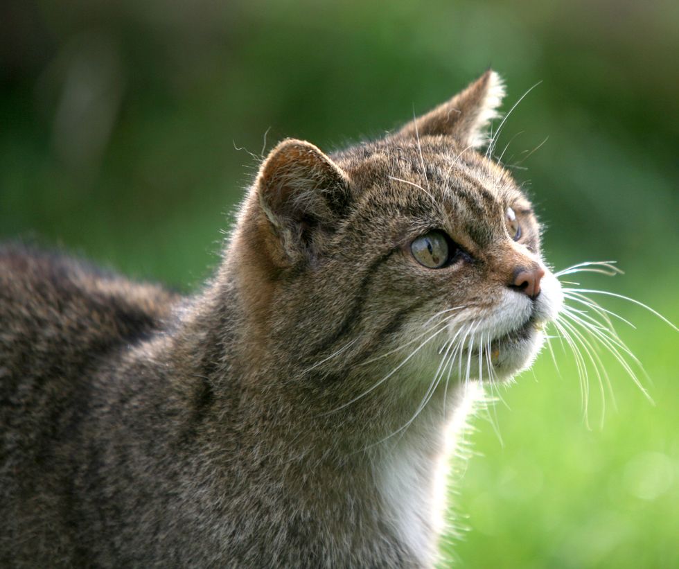 Wildcats bred in captivity released in national park