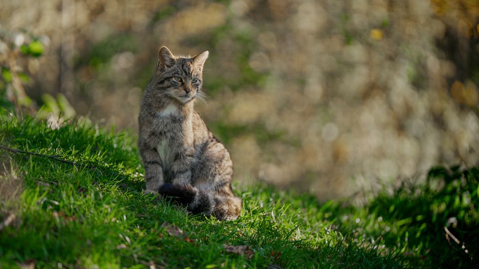 ‘Real hope’ for future of wildcats after another 18 released in Highlands