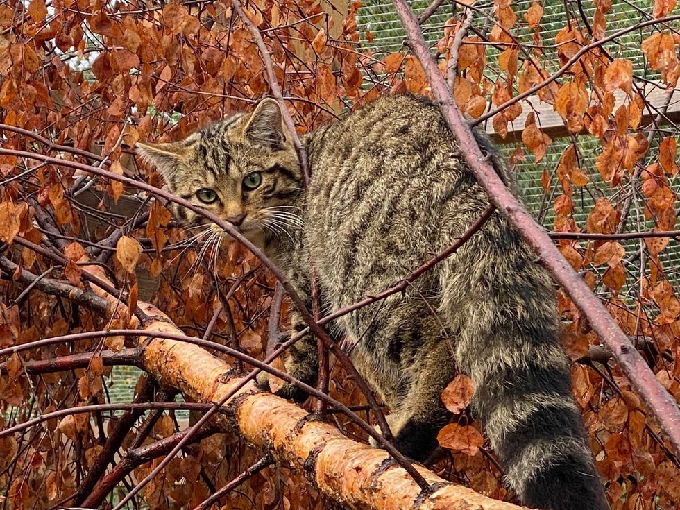 Wildcats to be released in Cairngorms after licence approved