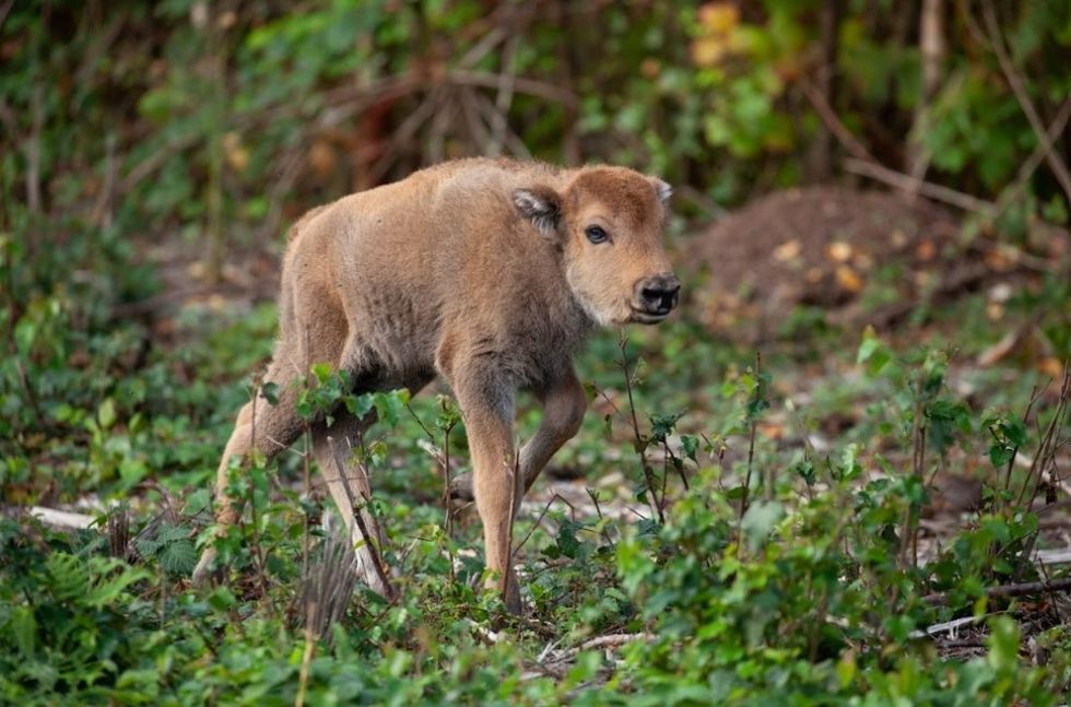 Wilder Blean calf