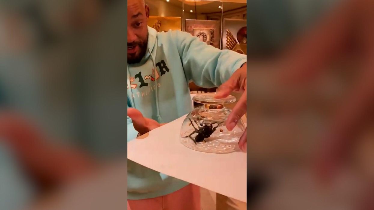 Hilarious clip sees Will Smith tormented by tarantula at home