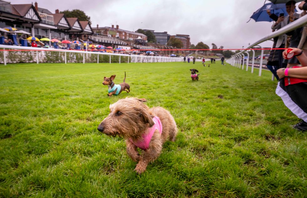 Winner Nellie after crossing the finish line at Chester Racecourse's first ever Dachshund Derby