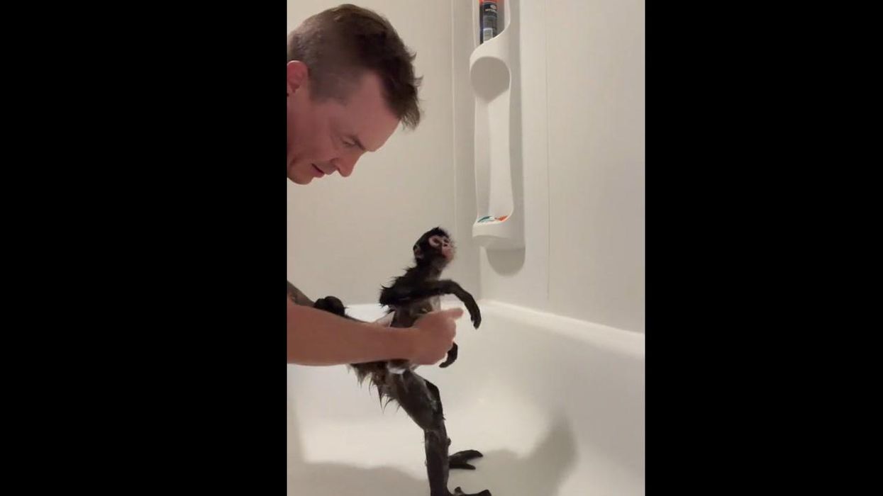 Spider monkey taking a bath is the cutest thing you'll see today