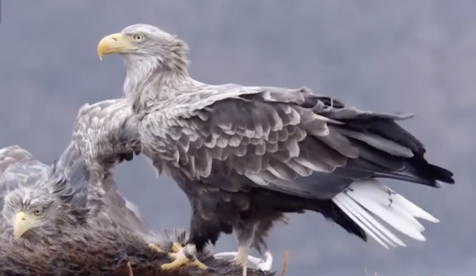 Winterwatch captures record-breaking bird 16 years after TV debut