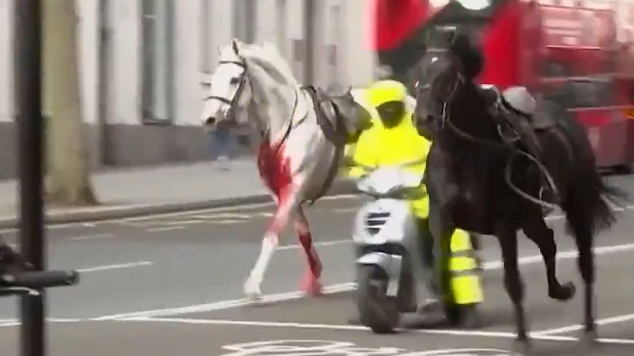 Conspiracy theorists predict 'dark omens' after bloody horses run through London