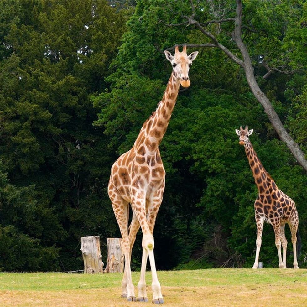 Woburn Safari Park giraffe surgery