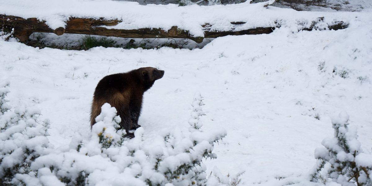 Wolverines captured on camera enjoying Bedfordshire snowfall