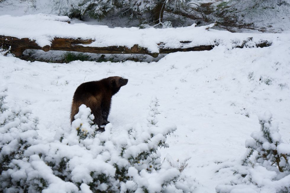 Wolverines captured on camera enjoying Bedfordshire snowfall