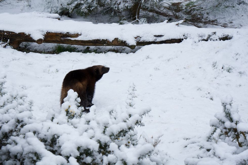 Wolverines captured on camera enjoying Bedfordshire snowfall