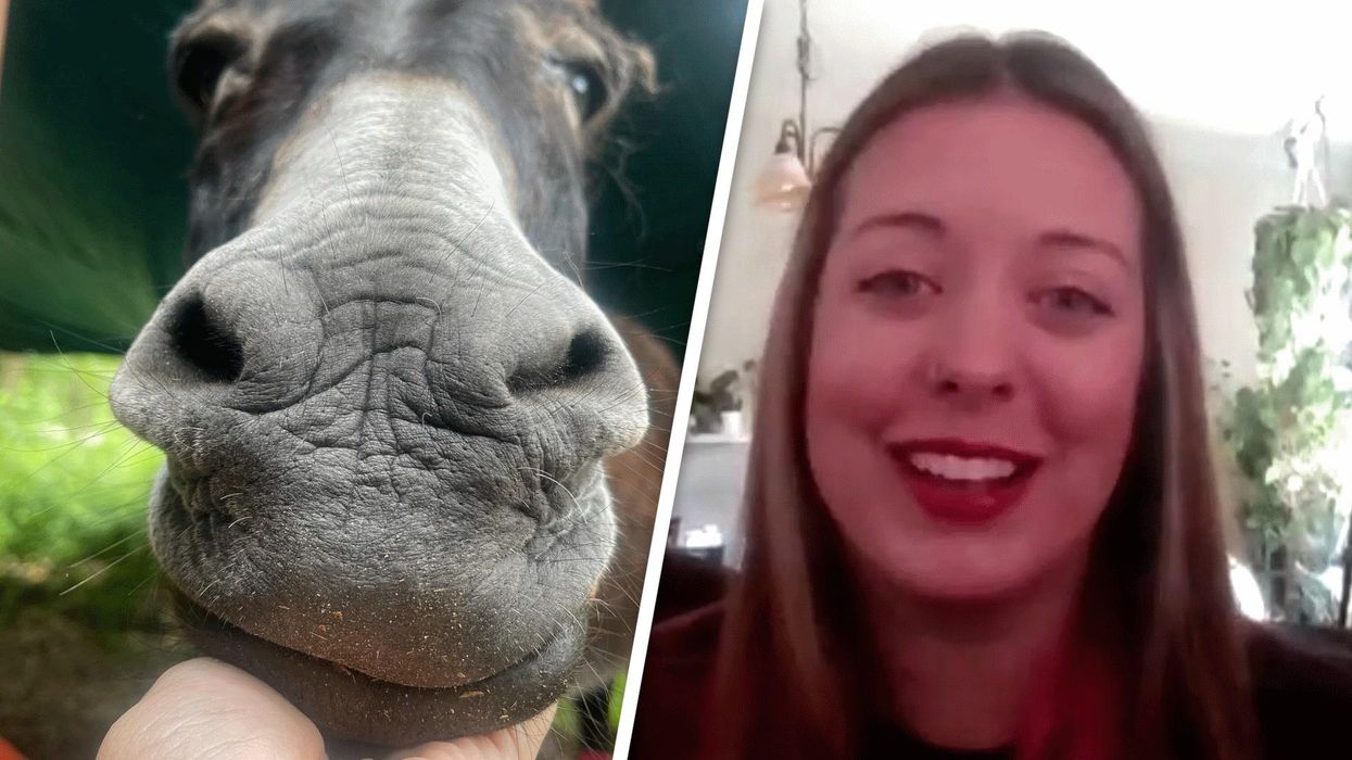 Sad looking donkey returned home as police joke it was running off to the seaside